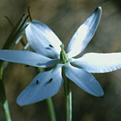 Flower from Paleobotany of Angiosperm Origins