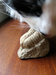 Macchiato likes fossils, too!