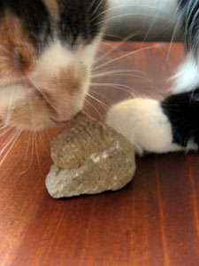 Sylvie thinks fossils smell good!