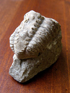 Trilobite fossil