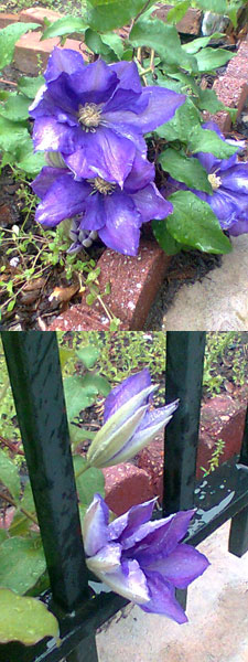 Flowers in the front yard of the Brooklyn Music School